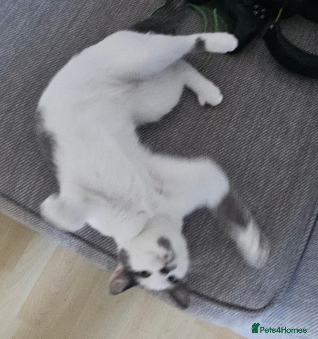 Mixed Breed cats for sale: Gracie – Petite Beauty Seeking ~ happy ever after  - Image 4