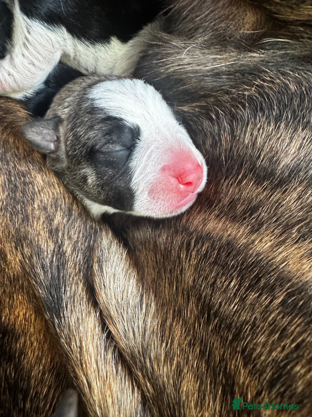 Mixed Breed dogs for sale: Pups for sale  - Image 21