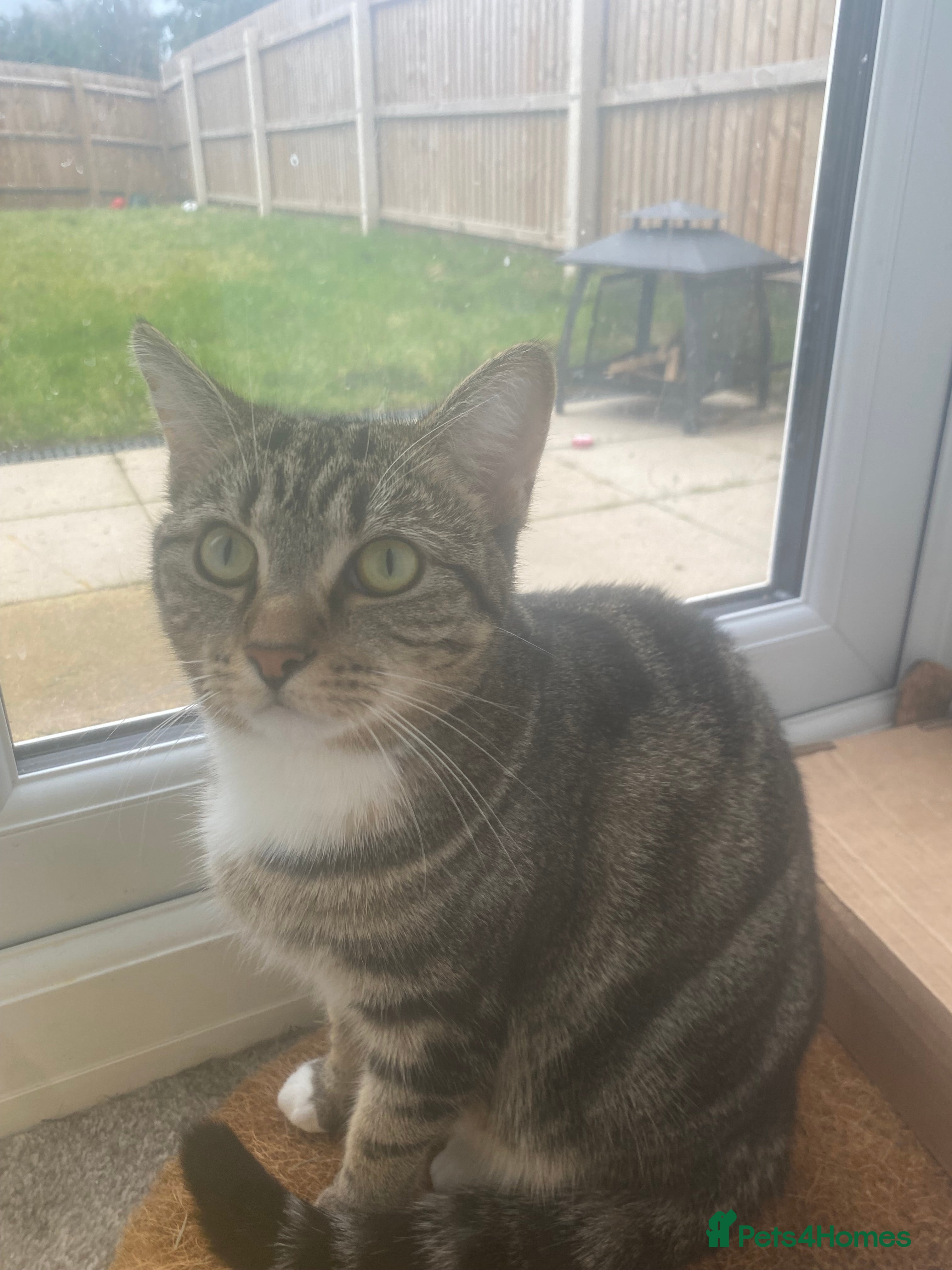 Bengal cats Bengal/cross - Advert 1