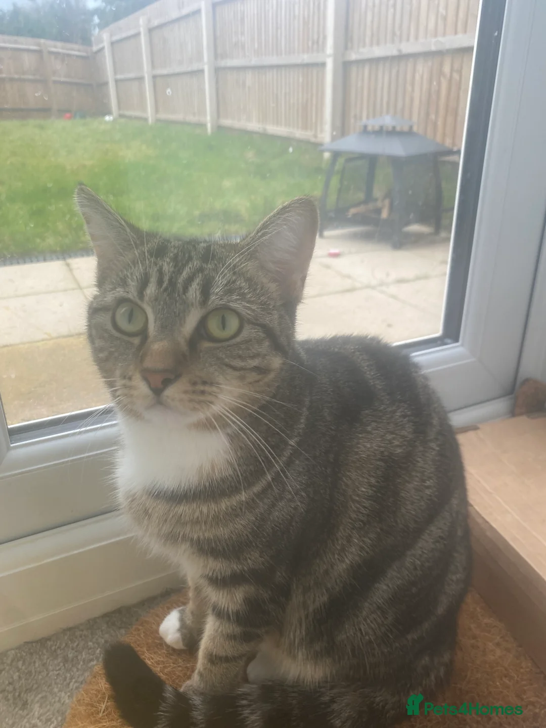 Bengal cats for sale: Bengal/cross - Advert 1