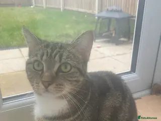 Bengal cats Bengal/cross - Advert 1