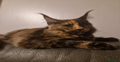 Maine Coon cats - Advert 3