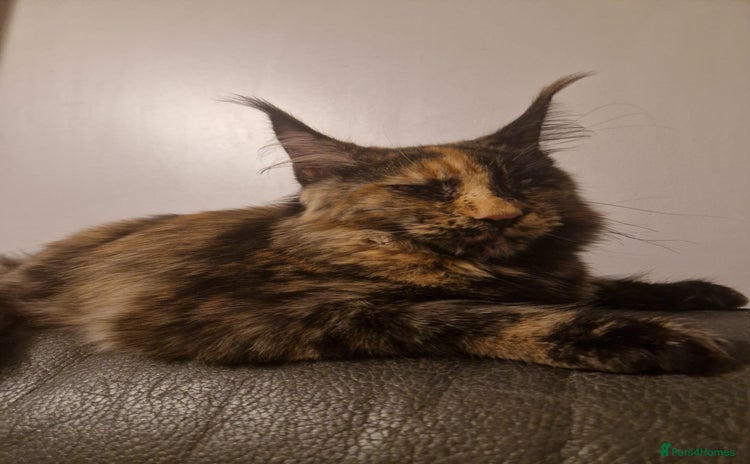 Maine Coon cats - Advert 15