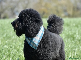 Labradoodle dogs in Warrington - Advert 2