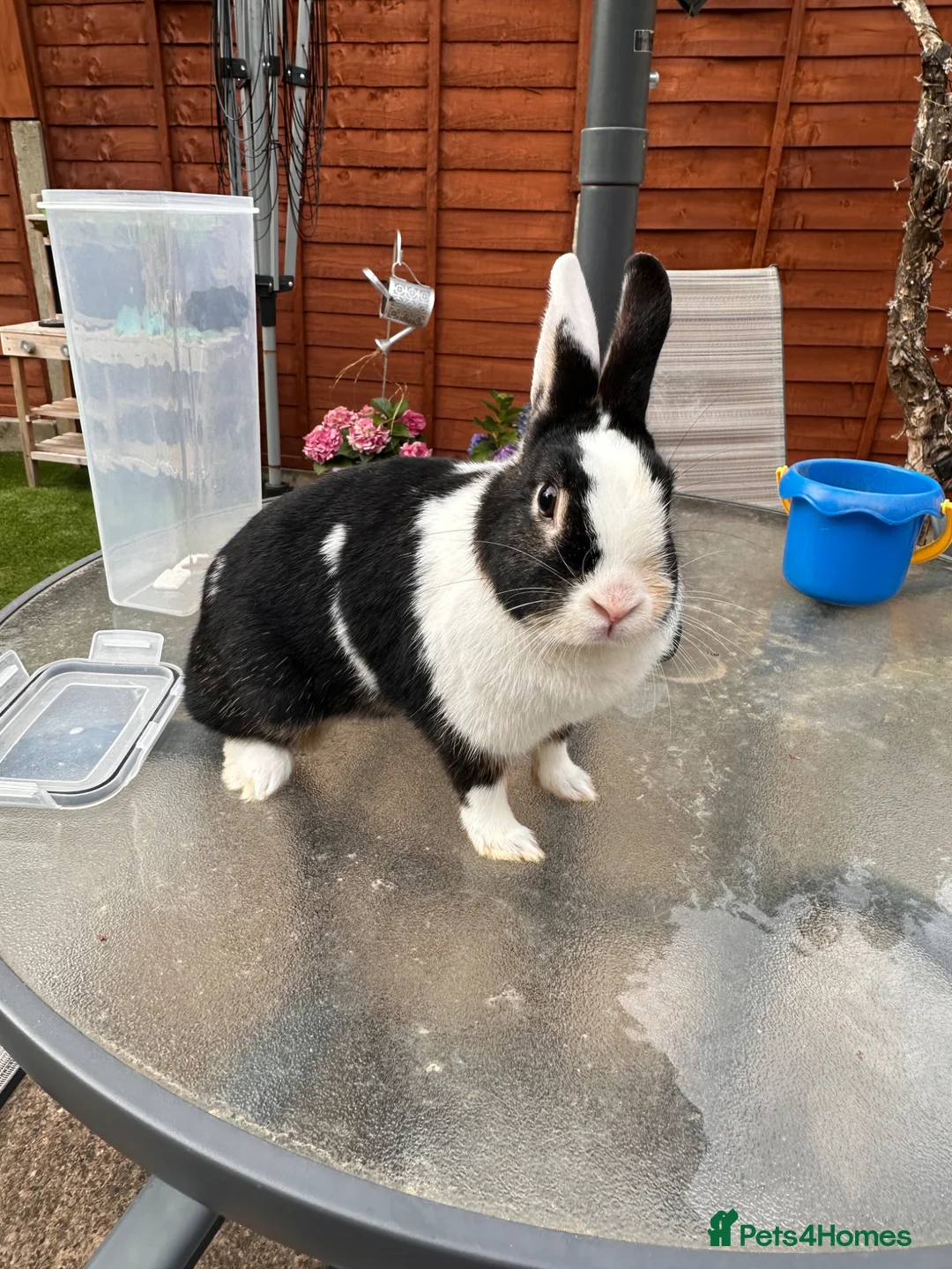 Dutch rabbits for sale: Female bunny  - Advert 2