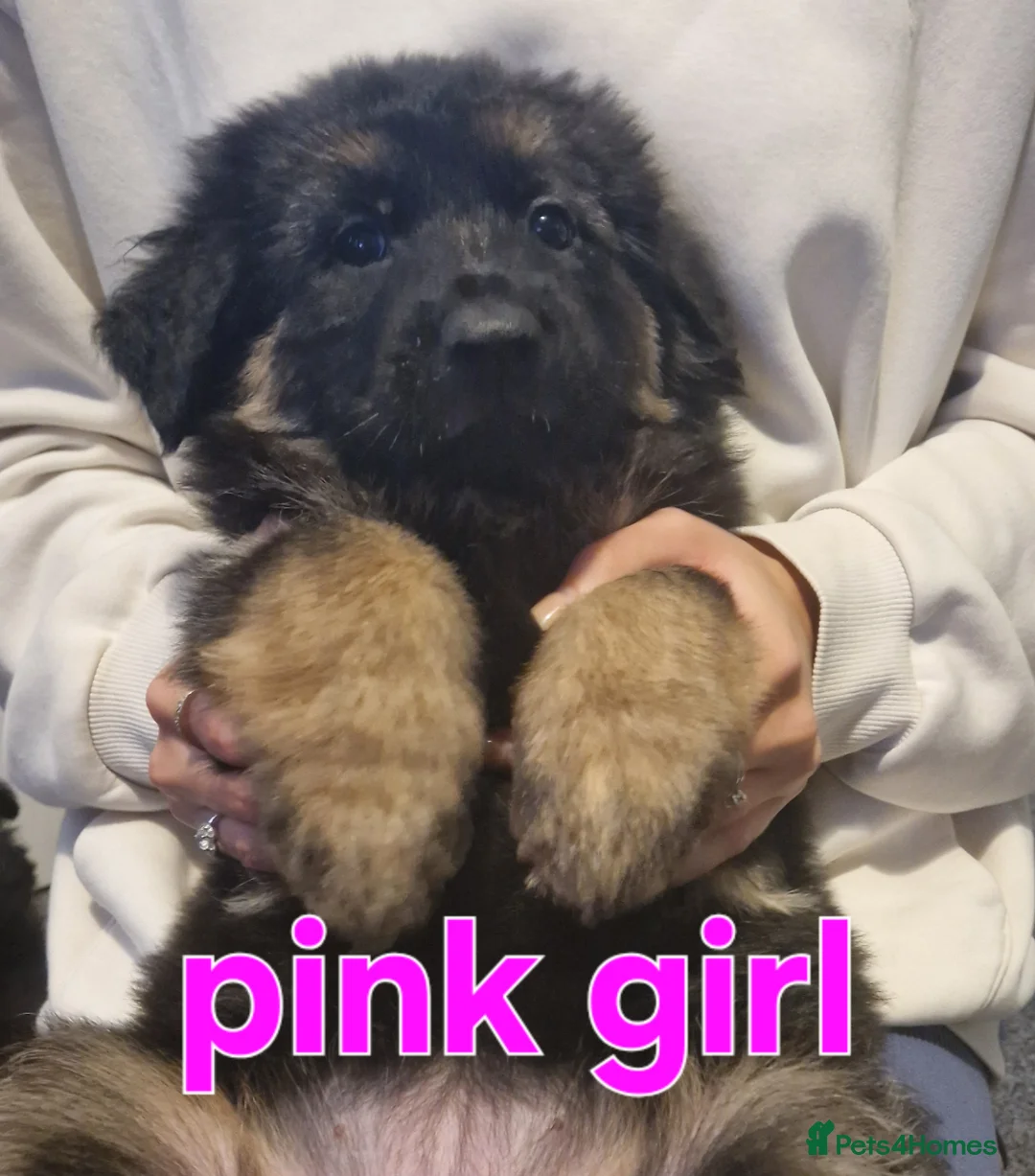 German Shepherd dogs for sale: Kc registered German shepherd puppies - Advert 19
