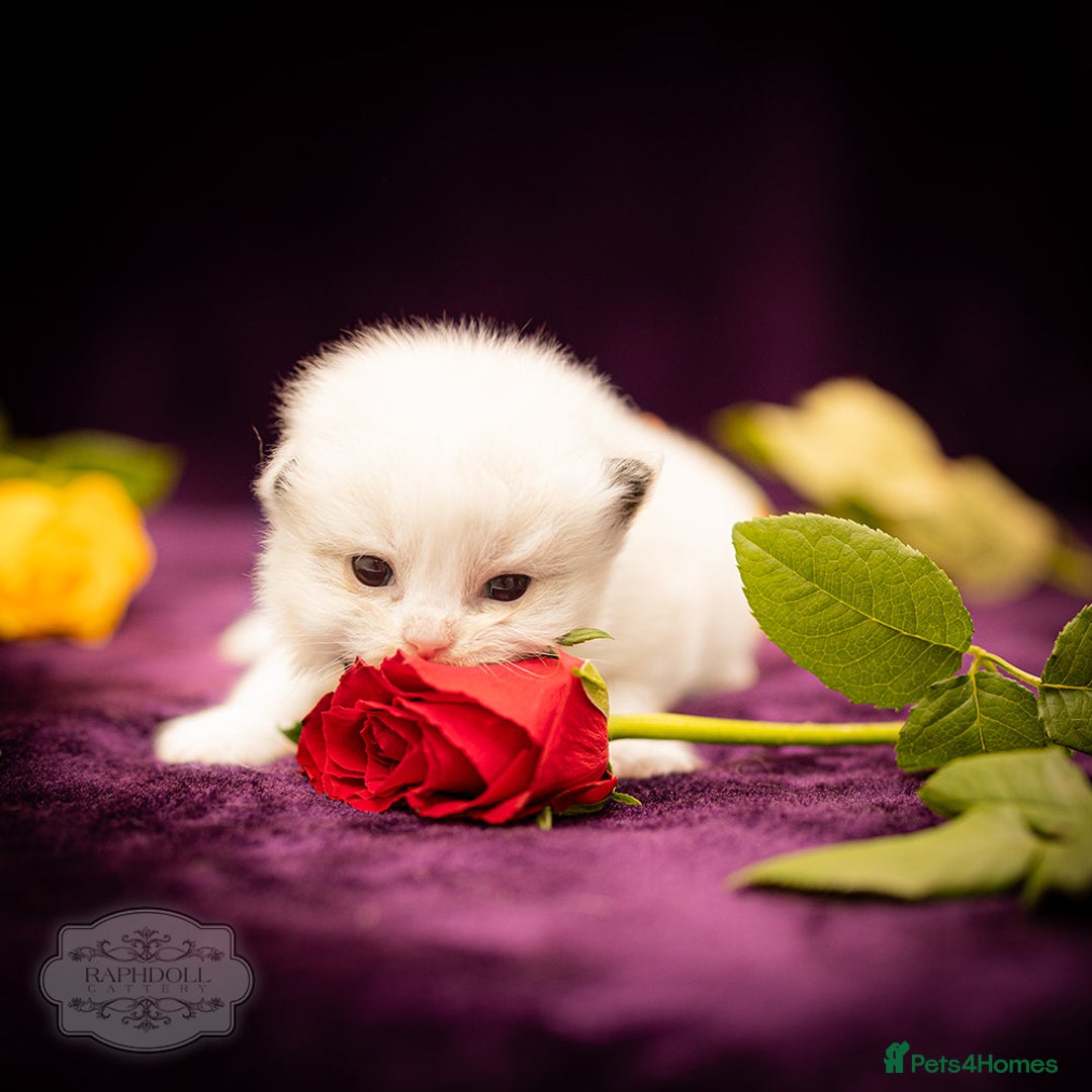 Ragdoll cats for sale: Ragdoll Bicolor Kitten Girl LPBD TICA SHOW - Image 6