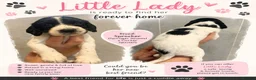 Sprocker dogs for sale: F1 sprocker puppies  in Bargoed - Advert 25