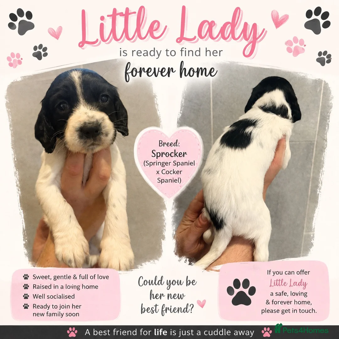 Sprocker dogs for sale: F1 sprocker puppies  in Bargoed - Advert 25