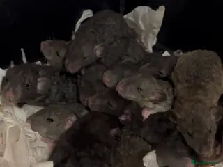 Rat rodents Fancy rat babies - Advert 1