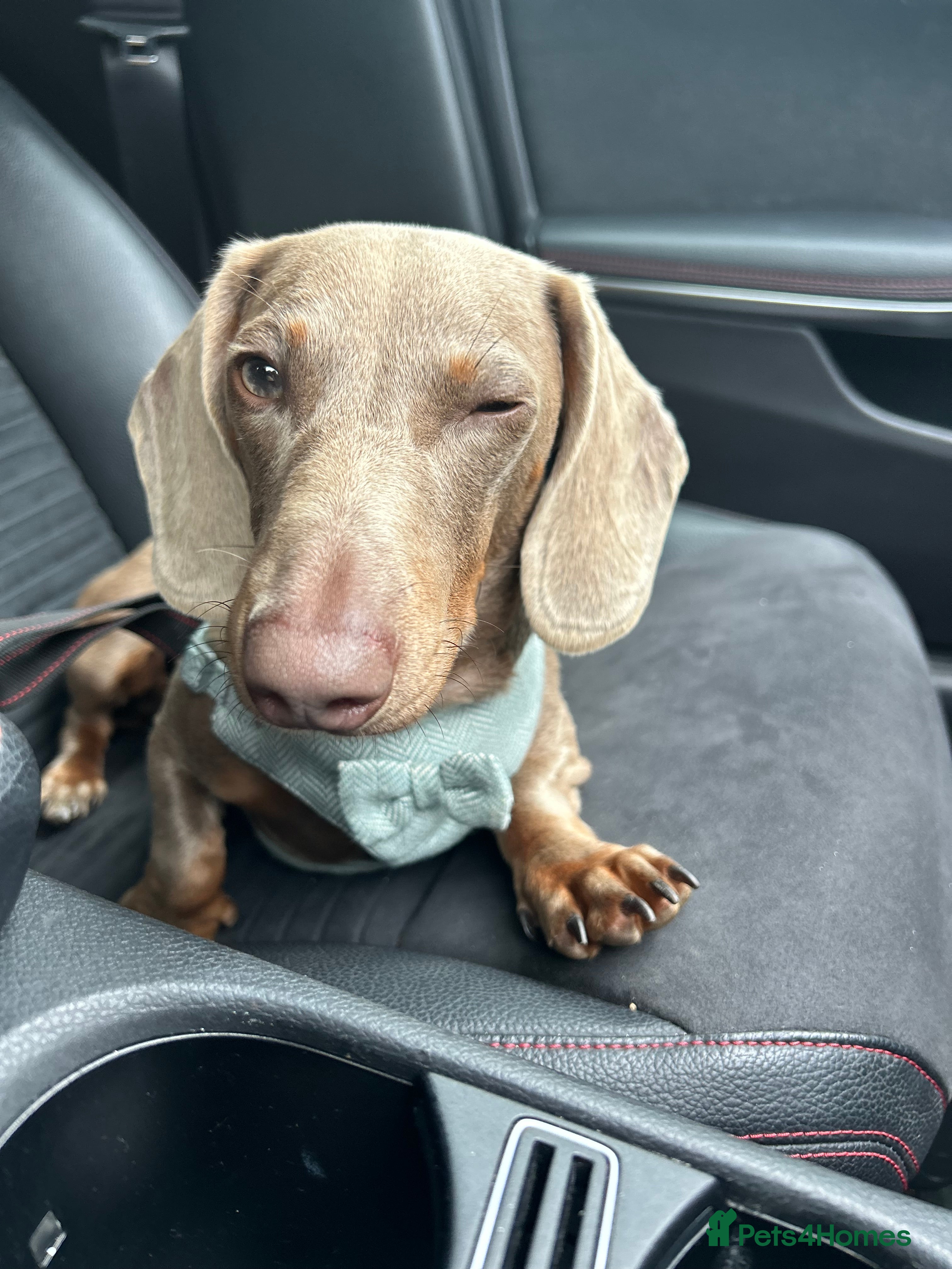 Miniature Dachshund dogs Beautiful Isabella tan mini dachshund  - Advert 1