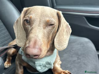 Miniature Dachshund dogs Beautiful Isabella tan mini dachshund - Advert 2