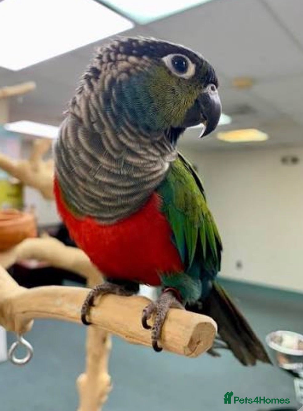 Conures birds for sale: Crimson-bellied Conure - Advert 1