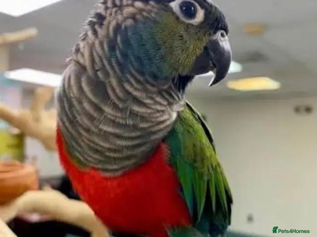 Conures birds for sale: Crimson-bellied Conure - Advert 1