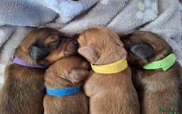 Miniature Dachshund dogs for sale: Longhaired Minature Dauchounds - Image 2
