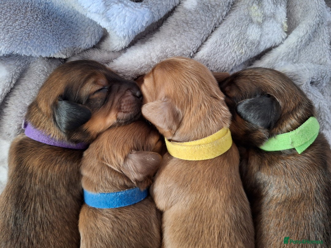 Miniature Dachshund dogs for sale: Longhaired Minature Dauchounds - Image 2