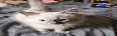 Ragdoll 1