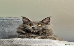 Maine Coon cats for sale: 🔥*Stunning Litter of 8💎Solid Blue Maine Coon*🔥  - Image 15