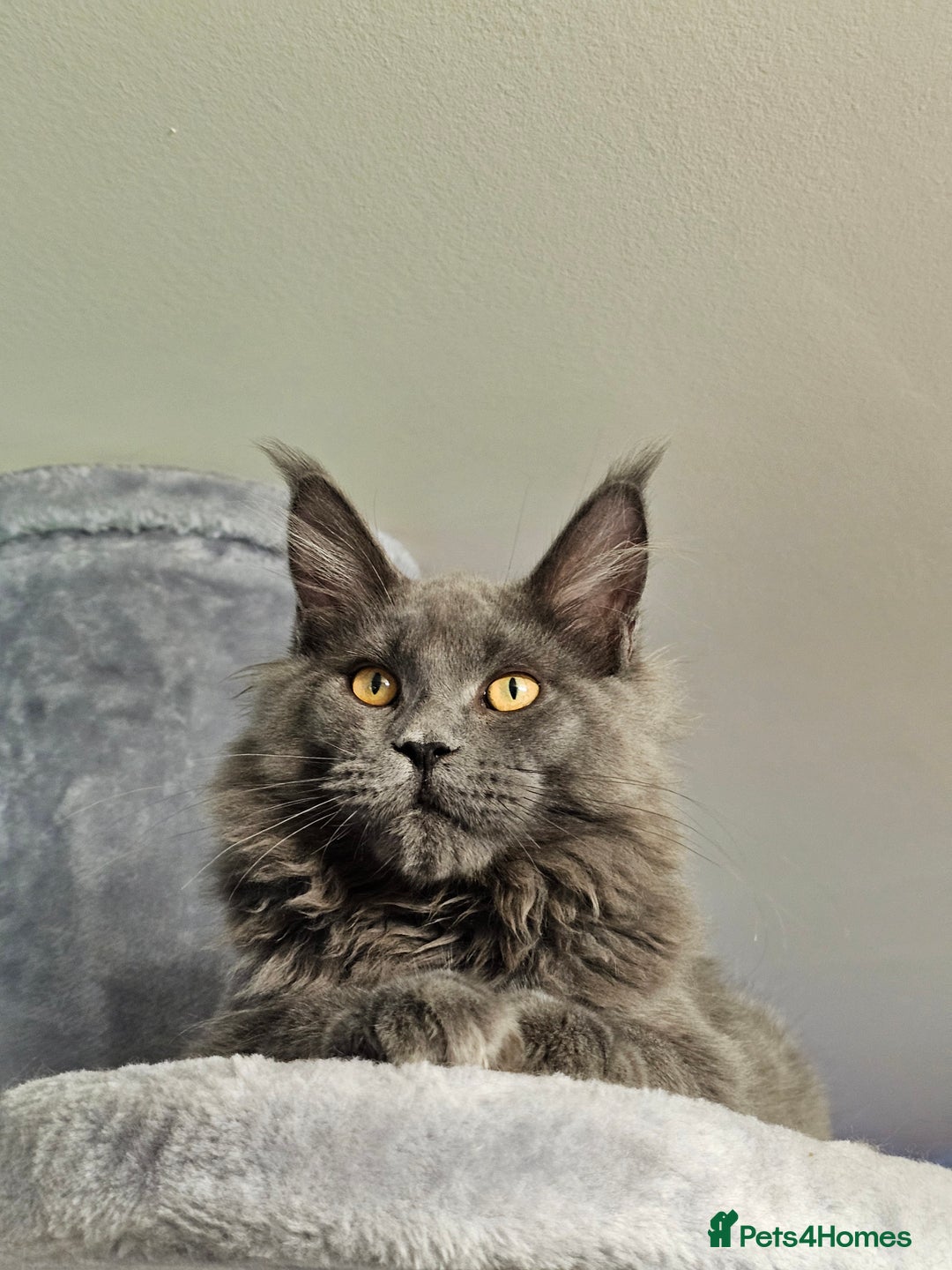 Maine Coon cats for sale: 🔥*Stunning Litter of 8💎Solid Blue Maine Coon*🔥  - Image 15