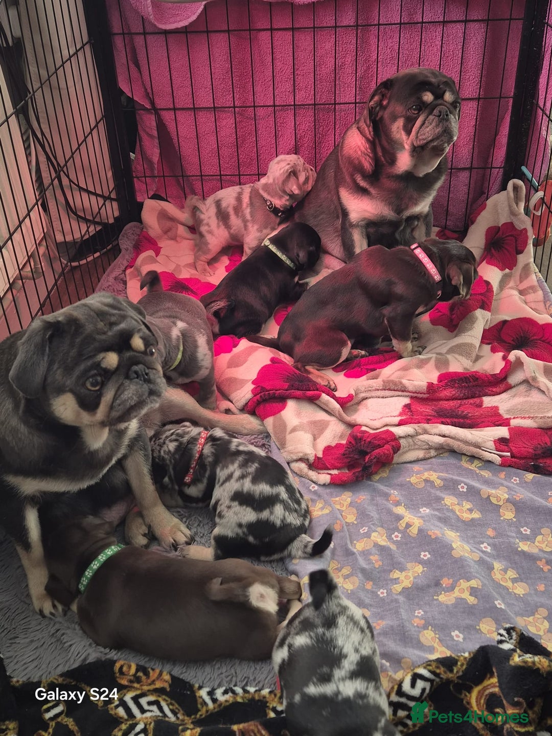 Pug dogs for sale: KC reg Pug puppies  - Advert 9