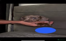 Miniature Dachshund dogs for sale: 5 Isabella & tan miniature dachshunds 🏡 - Advert 8