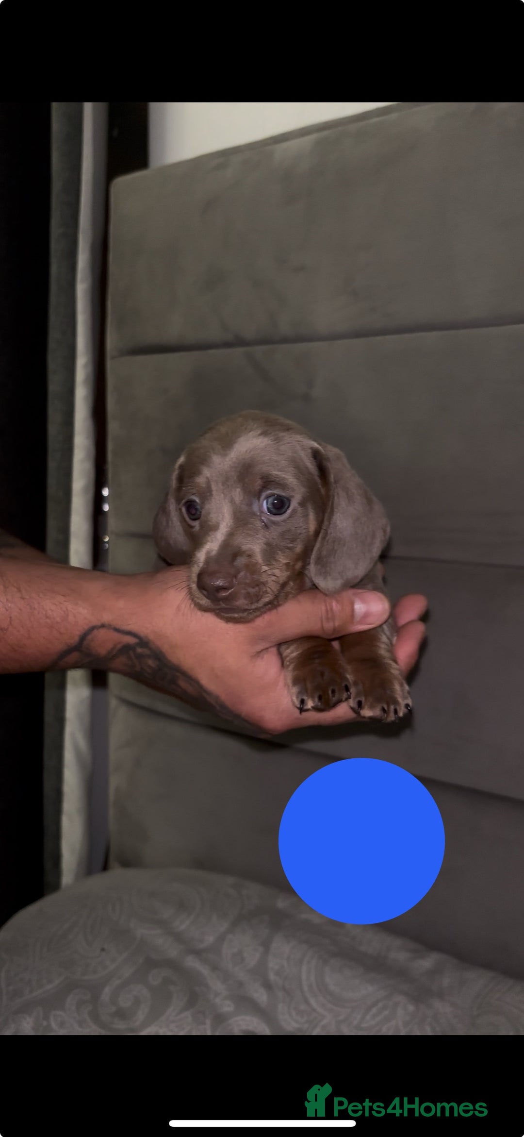 Miniature Dachshund dogs for sale: 5 Isabella & tan miniature dachshunds 🏡 - Advert 8