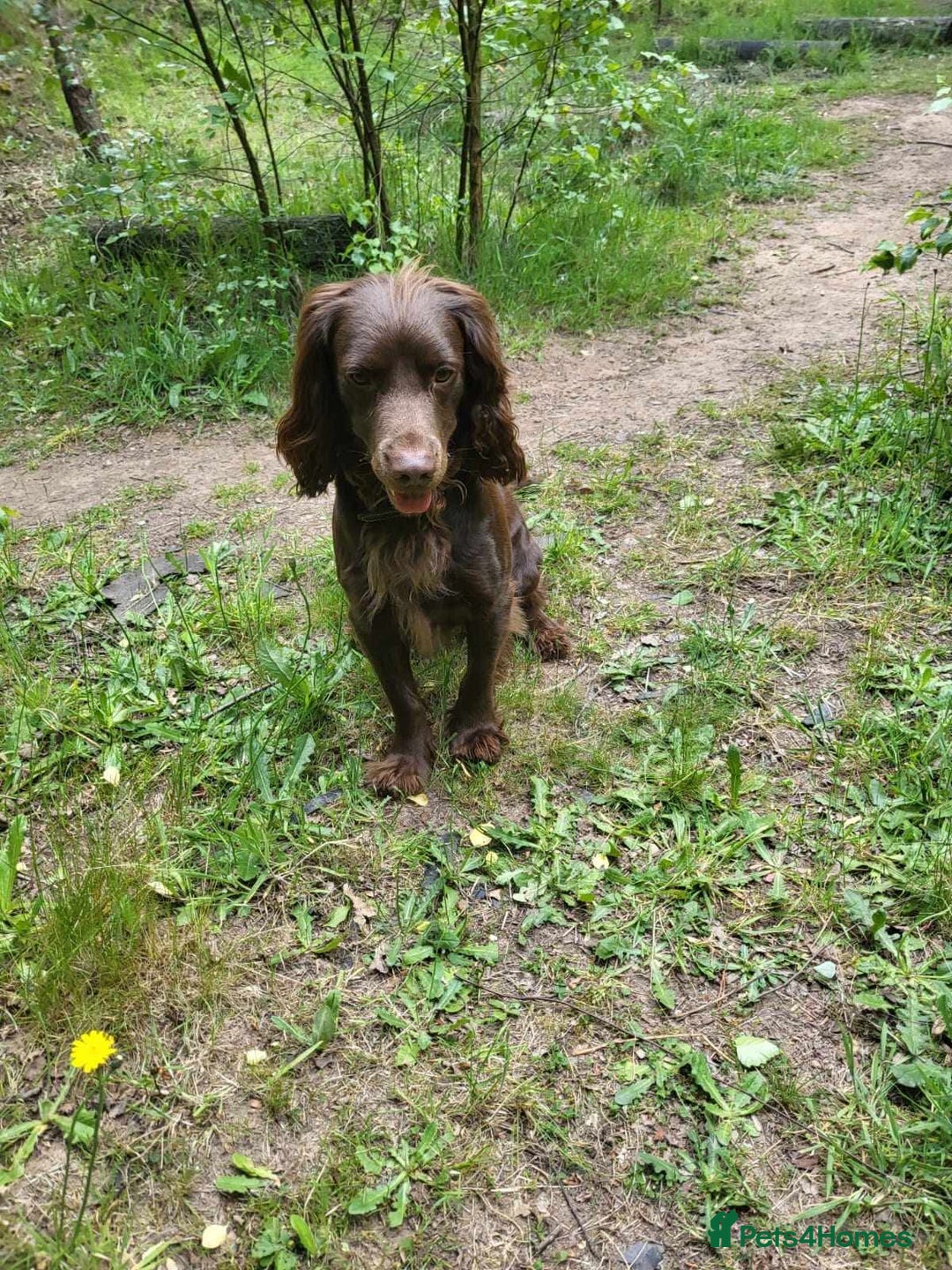 Cocker Spaniel dogs for stud: Stud for free Cocker Spaniel PLEASE READ AD - Image 5