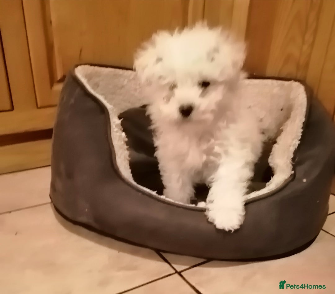 Bichon Frise dogs for sale: BICHON FRISE - Advert 11