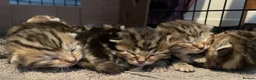 Bengal cats for sale: Stunning Racing Striped 3/4 Bengal Kittens! - Advert 7