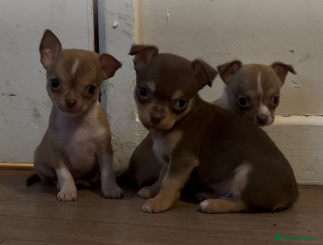 Chihuahua dogs for sale: Chihuahua puppies  - Image 3
