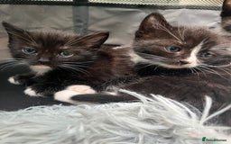 Ragdoll cats for sale: Ragdoll cross - Image 2