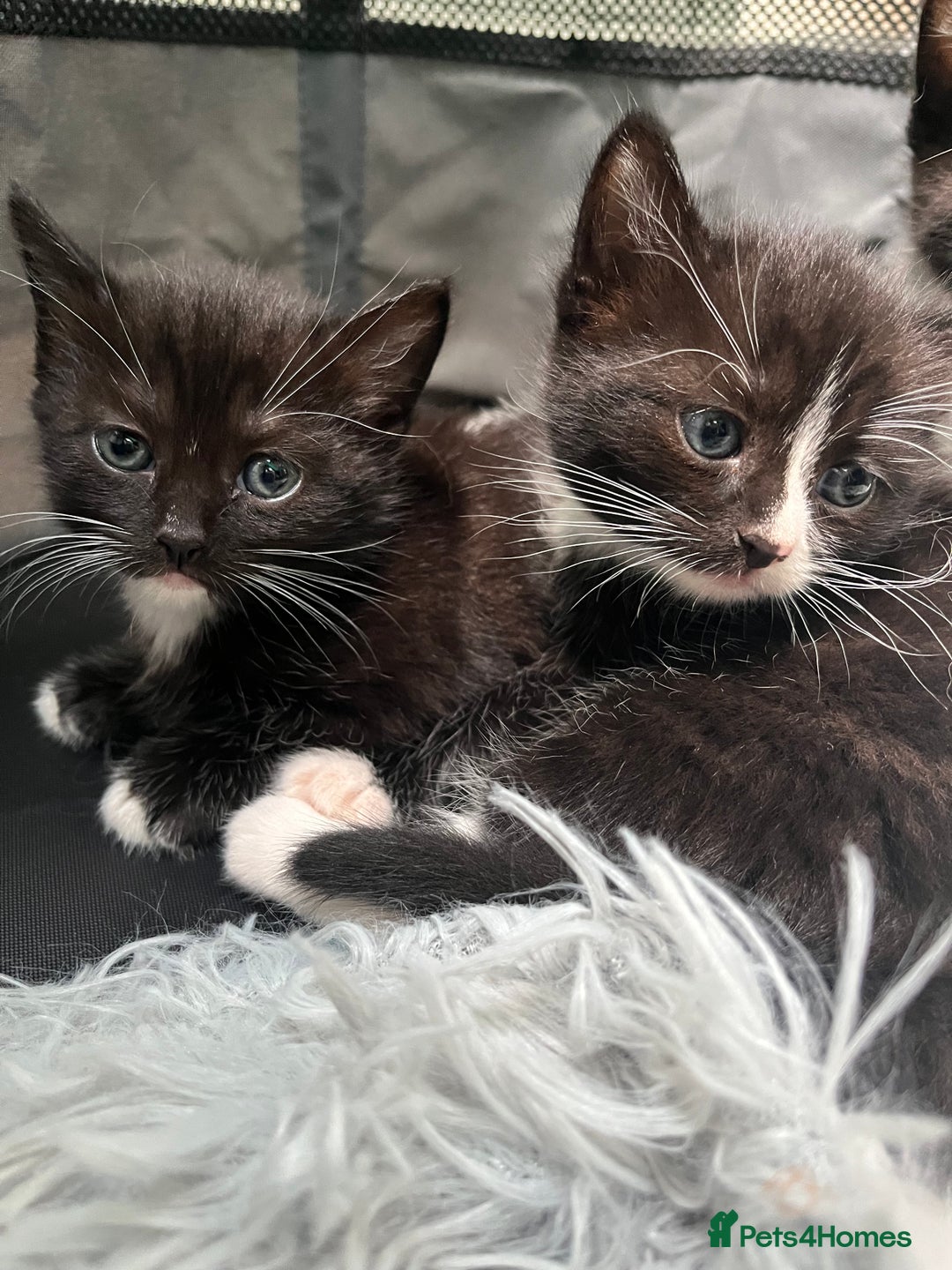 Ragdoll cats for sale: Ragdoll cross - Image 2