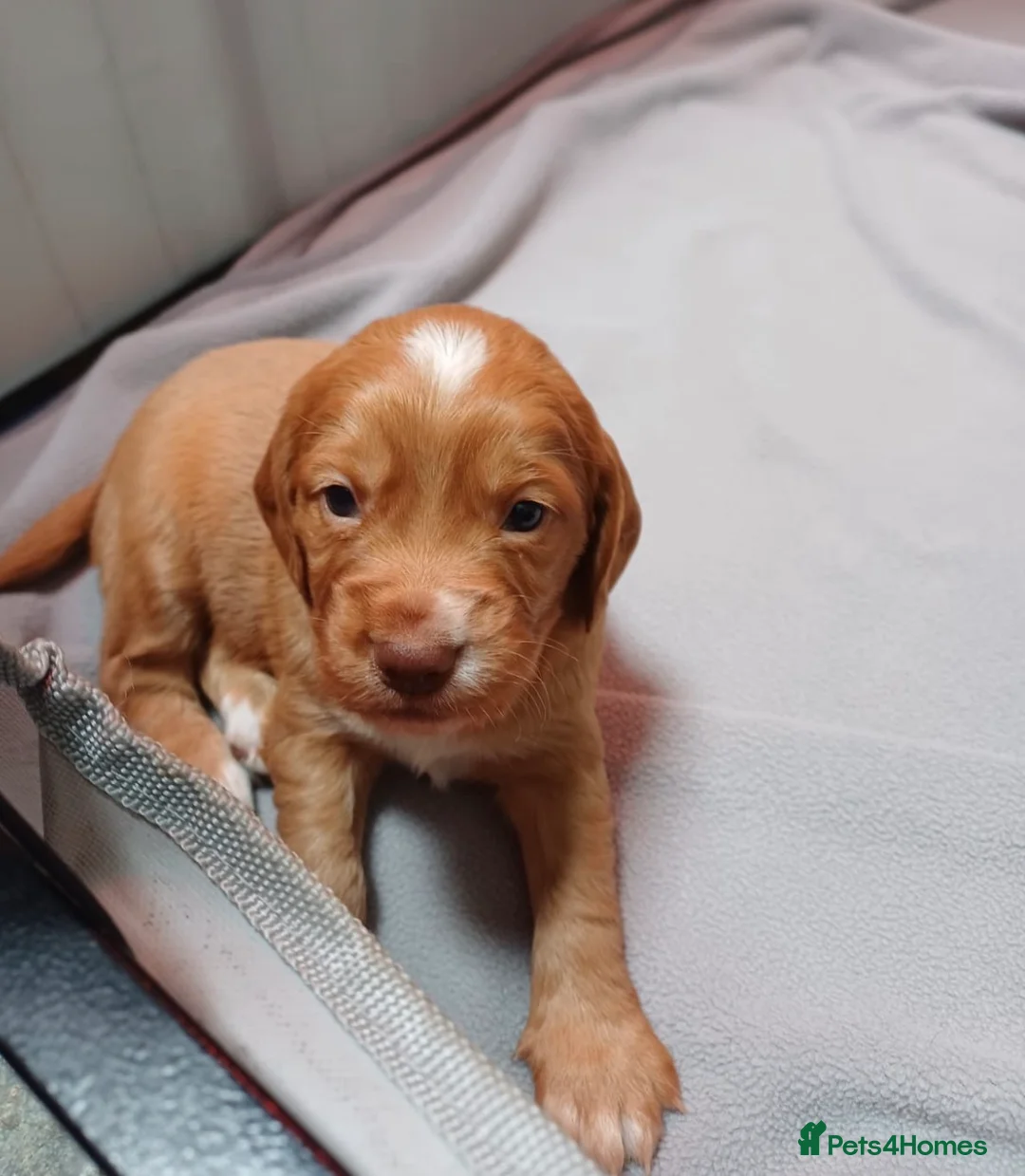 Cocker Spaniel dogs for sale: KC reg Working Cocker Spaniel Puppies  - Advert 15