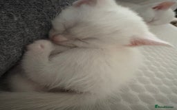 Maine Coon cats for sale: Maincoon mixed bengal kittens - Advert 8