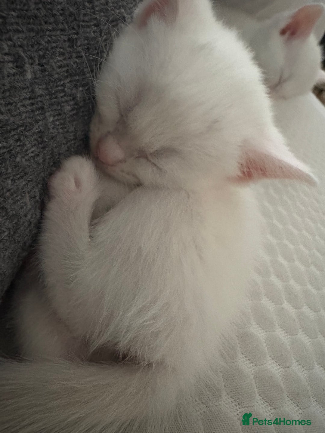 Maine Coon cats for sale: Maincoon mixed bengal kittens - Advert 8