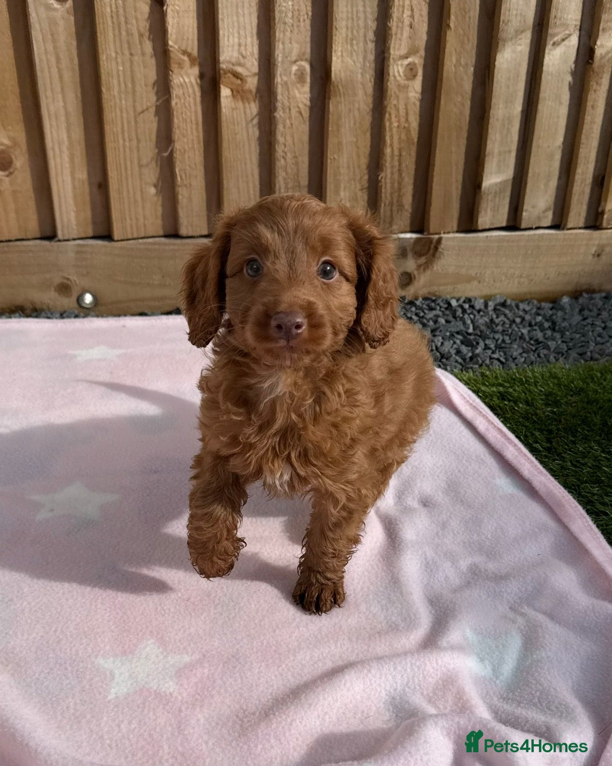 Cockapoo dogs Adorable litter of Cockapoo puppies READY TO GO! - Advert 5