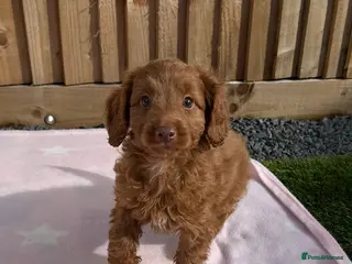 Cockapoo dogs Adorable litter of Cockapoo puppies READY TO GO! - Advert 6