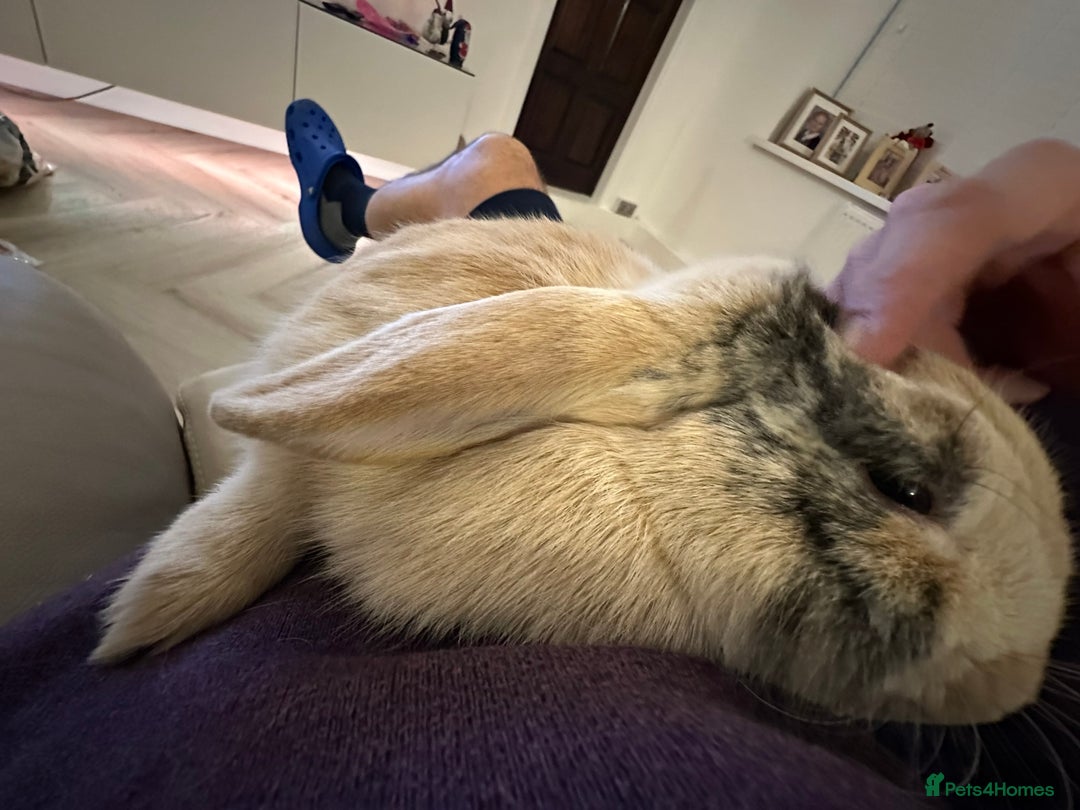 Dwarf Lop rabbits for sale: 2 Female Dwarf Lop Rabbits - Advert 7