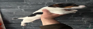 Jack Russell 3