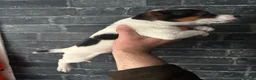 Jack Russell dogs for sale: 4 beutiful Jack Russell puppies  - Advert 5