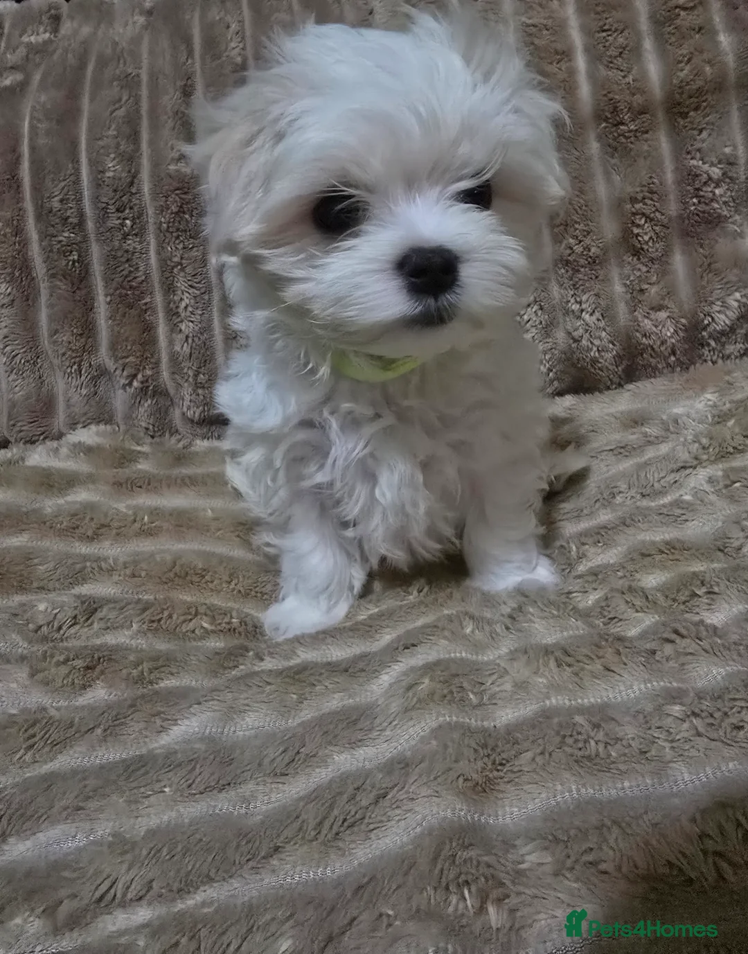 Maltese dogs for sale: Maltese puppy  boy - Advert 6