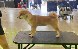 Japanese Shiba Inu dogs for sale: 4 month old Shiba Female available - Image 2