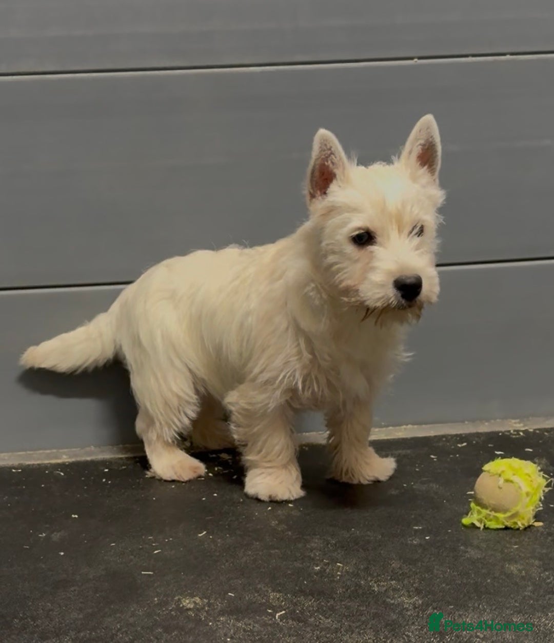 West Highland Terrier dogs for sale: West Highland Terrier pups Dad show bloodlines - Advert 4