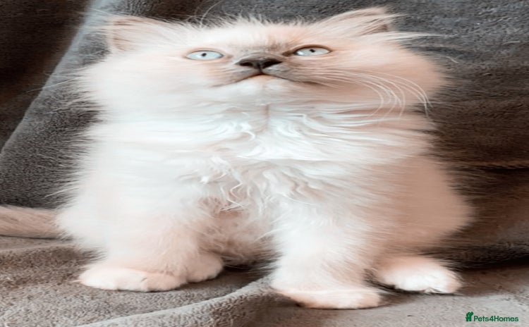 Ragdoll cats - Advert 4