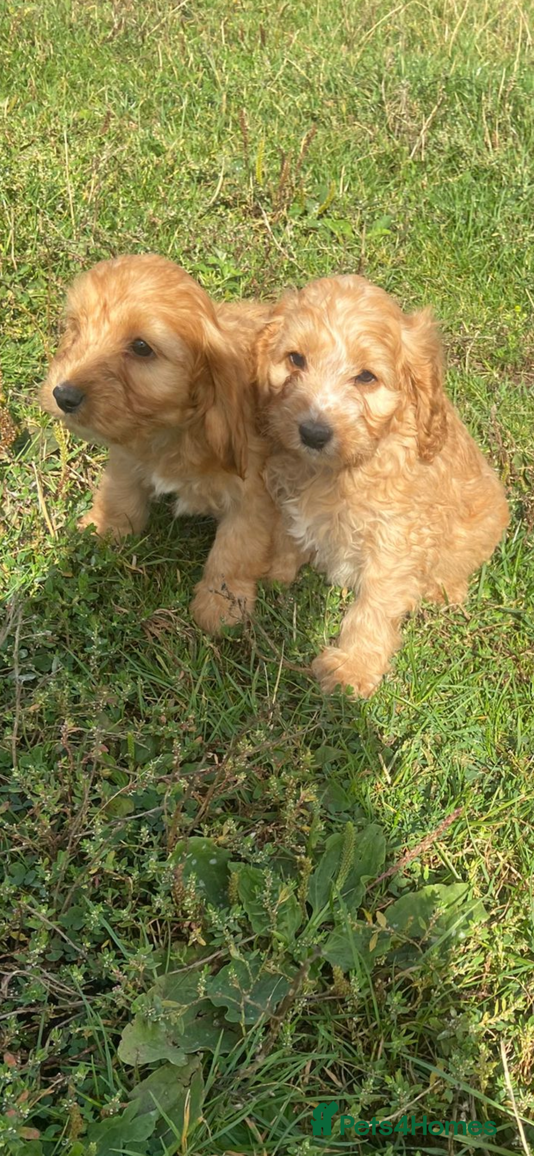 Cockapoo dogs for sale: Cockapoo puppies for sale - Image 3