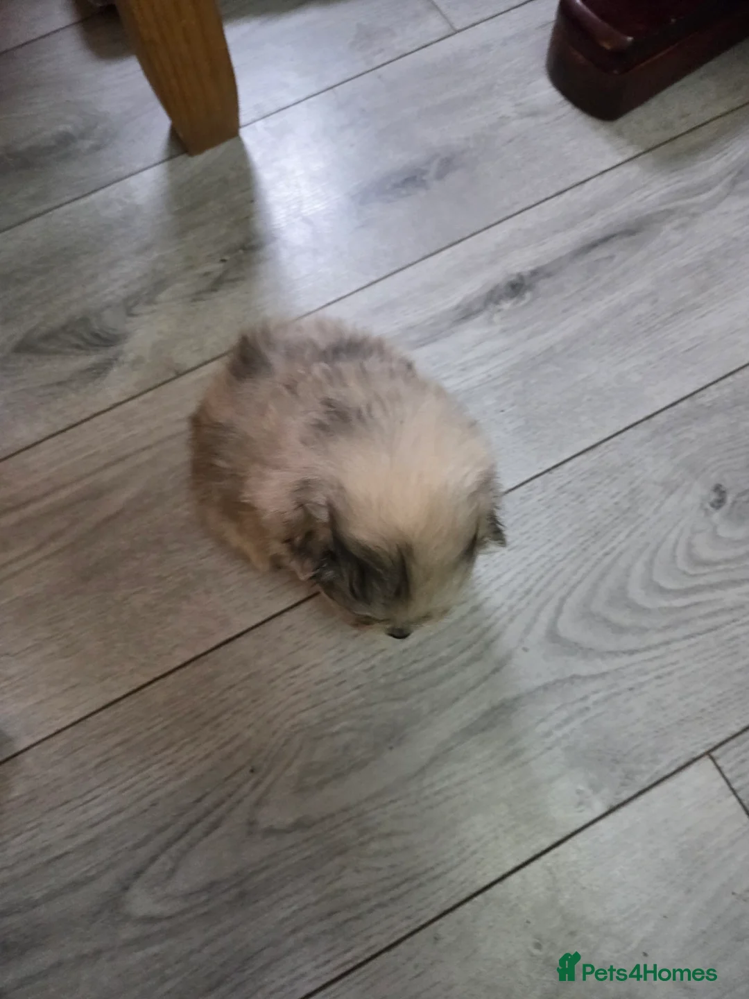 Pomeranian dogs for sale: Pomeranian puppies for sale 🐶🐾 - Advert 14