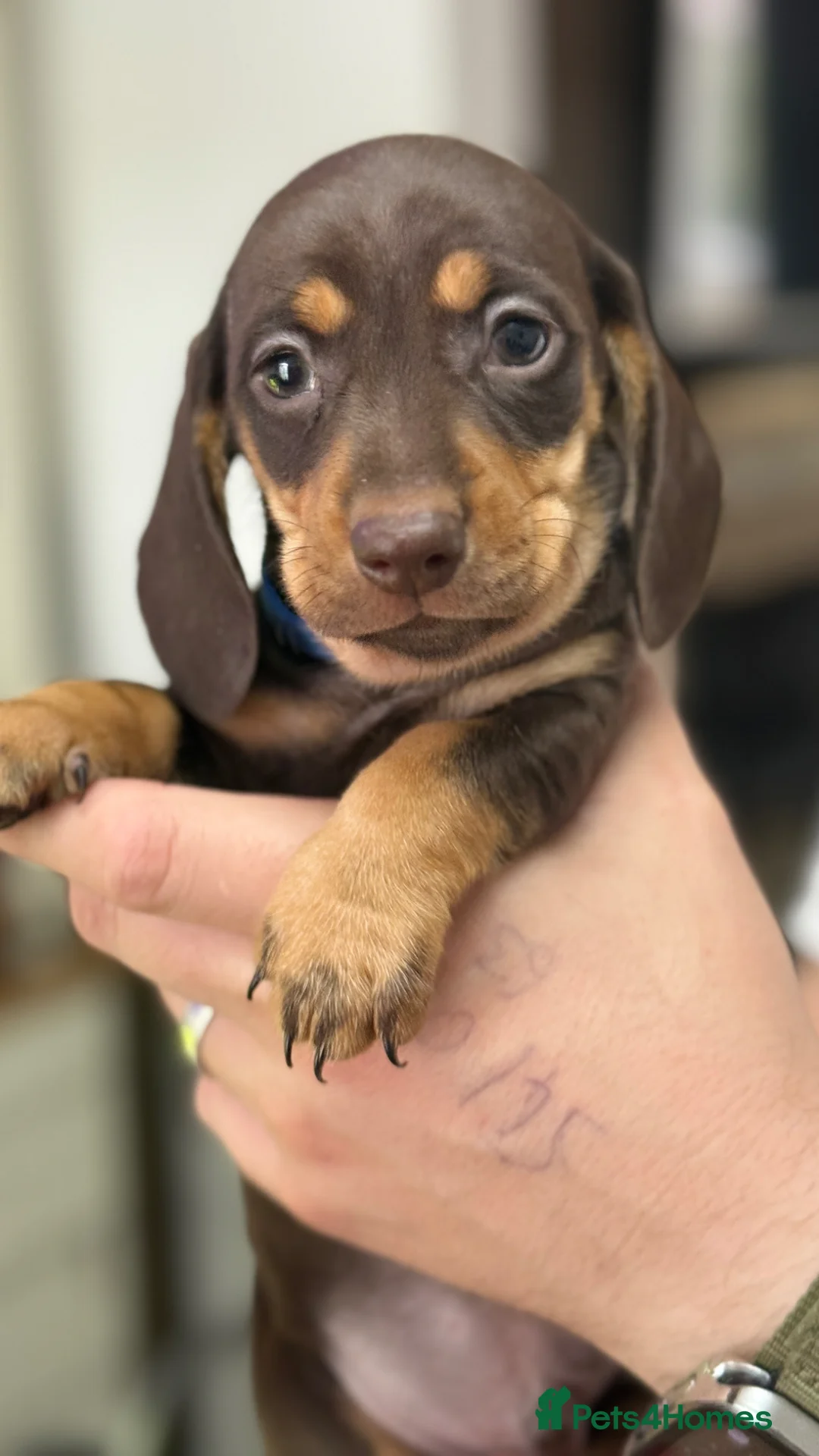 Miniature Dachshund dogs for sale: Miniature dachshund puppies 🐶  in Mansfield - Advert 11