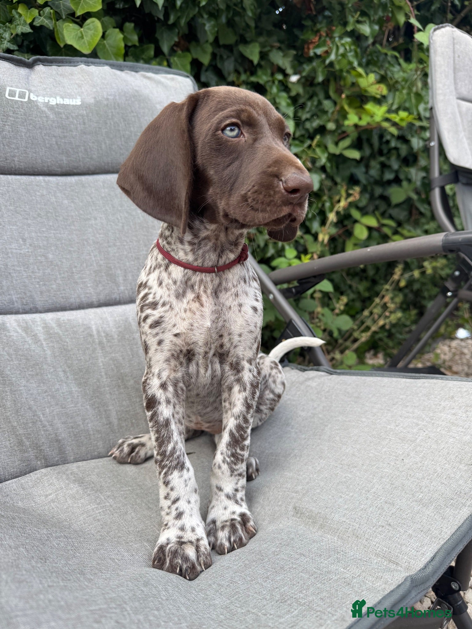 German Shorthaired Pointer dogs KC registered, Crufts bloodline, GSP pups *3 left - Advert 12