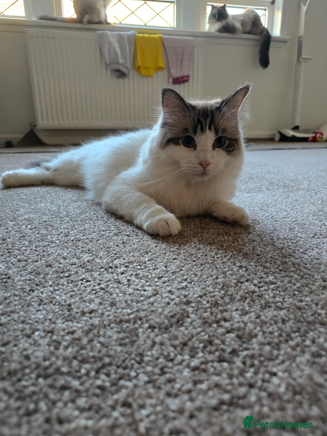 Ragdoll cats for sale: 2 female Ragdolls - Advert 1