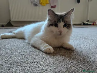 Ragdoll cats 2 female Ragdolls - Advert 1